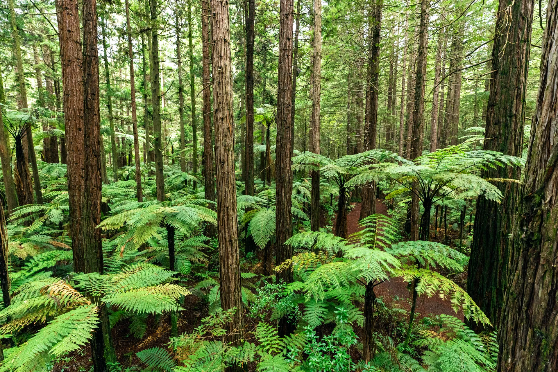 235589-rotorua-bay-of-plenty-web-1920.webp